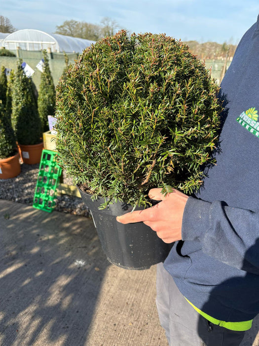 Yew - Taxus Baccata Ball 12 Litre Pot 35cm Diametre
