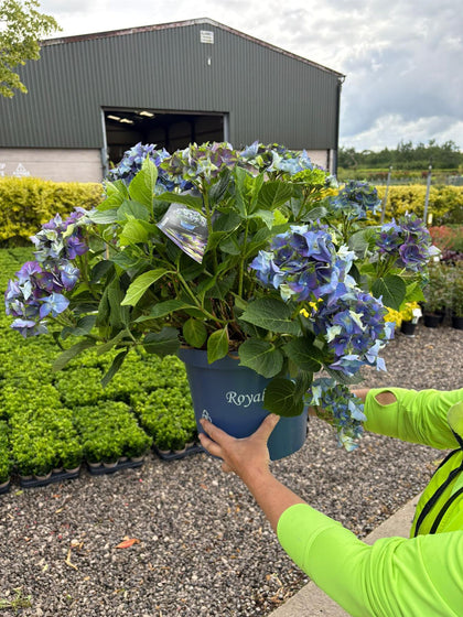 Hydrangea Magical Lady Mata Hari Blue 10 Litre Pot