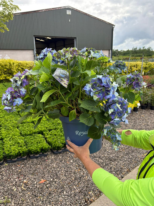 Hydrangea Magical Lady Mata Hari Blue 10 Litre Pot
