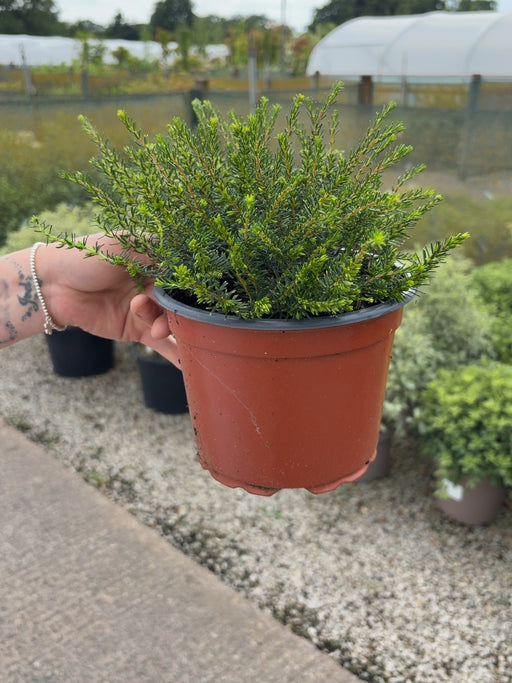 Erica Darley Dale 2 Litre Pot
