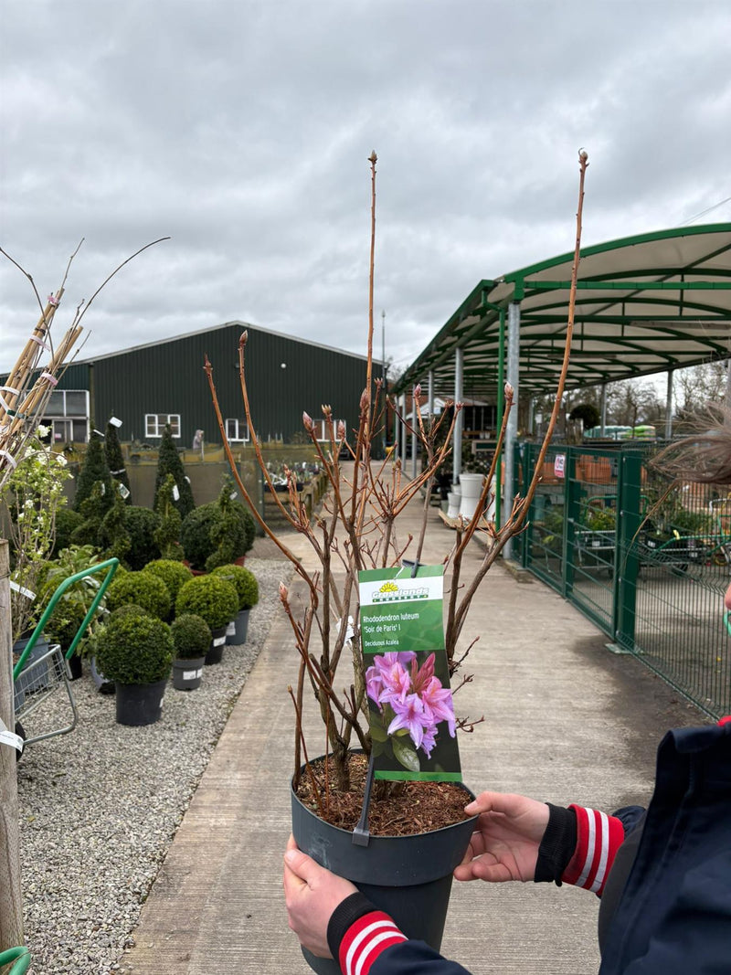 Azalea Lut Soir De Paris 4.6 Litre Pot — Grasslands Nursery