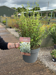 Philadelphus cor. Petite Perfume White 4 Litre Pot 30/40cm