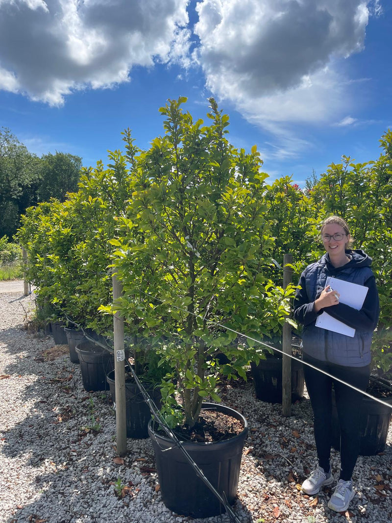 Magnolia Susan 200/225cm Huge Specimen Sized Pot Grown Example