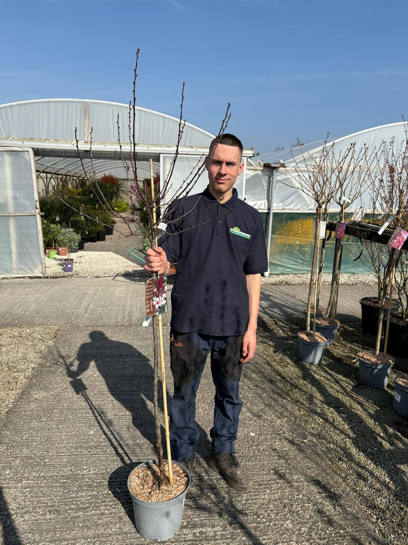 Prunus Cistena Half Standard 25 Litre Pot