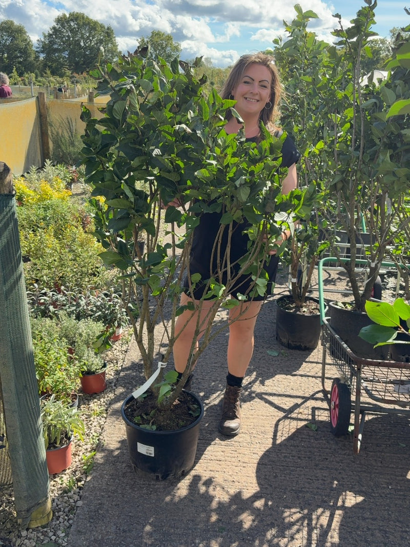 Syringa Andanken An Ludwig Spath 20 Litre Pot 125/150cm