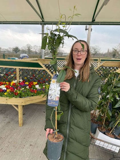 Clematis Armandii Snow Drift 2 Litre Pot