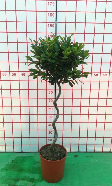 Laurus Nobilis 1/2 Standard 70cm Spiral Stem