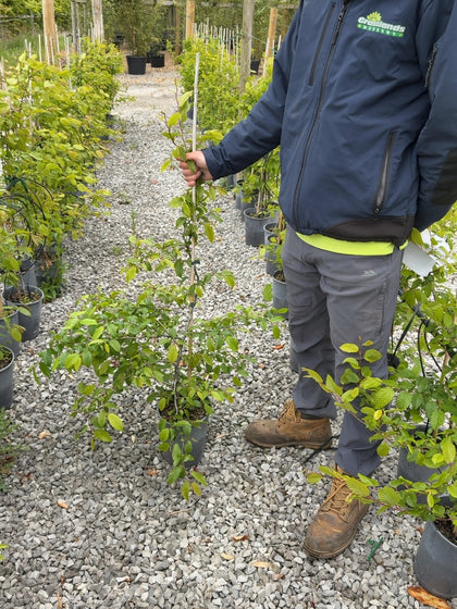 Hornbeam Hedging 4 Litre Pot 80/100
