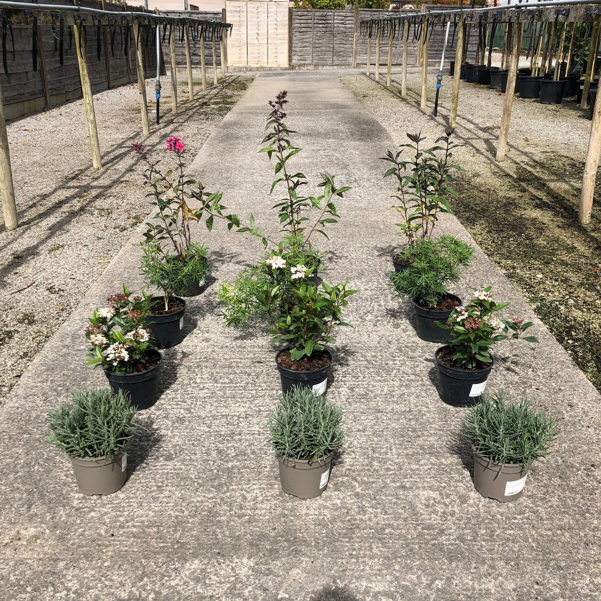 Shrub Mix Module 12 x Fragrant Shrub Mix Border Pack — Grasslands Nursery