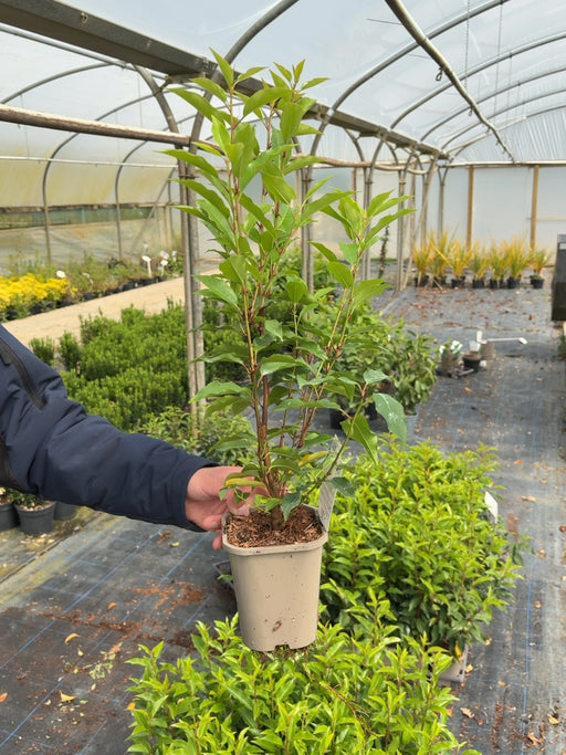 Portuguese Laurel Hedging 11 cm Pot