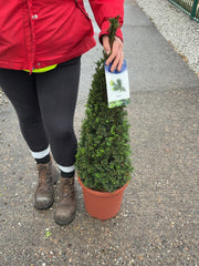 Yew Taxus Baccata Cone 60/70cm 10 Litre Pot