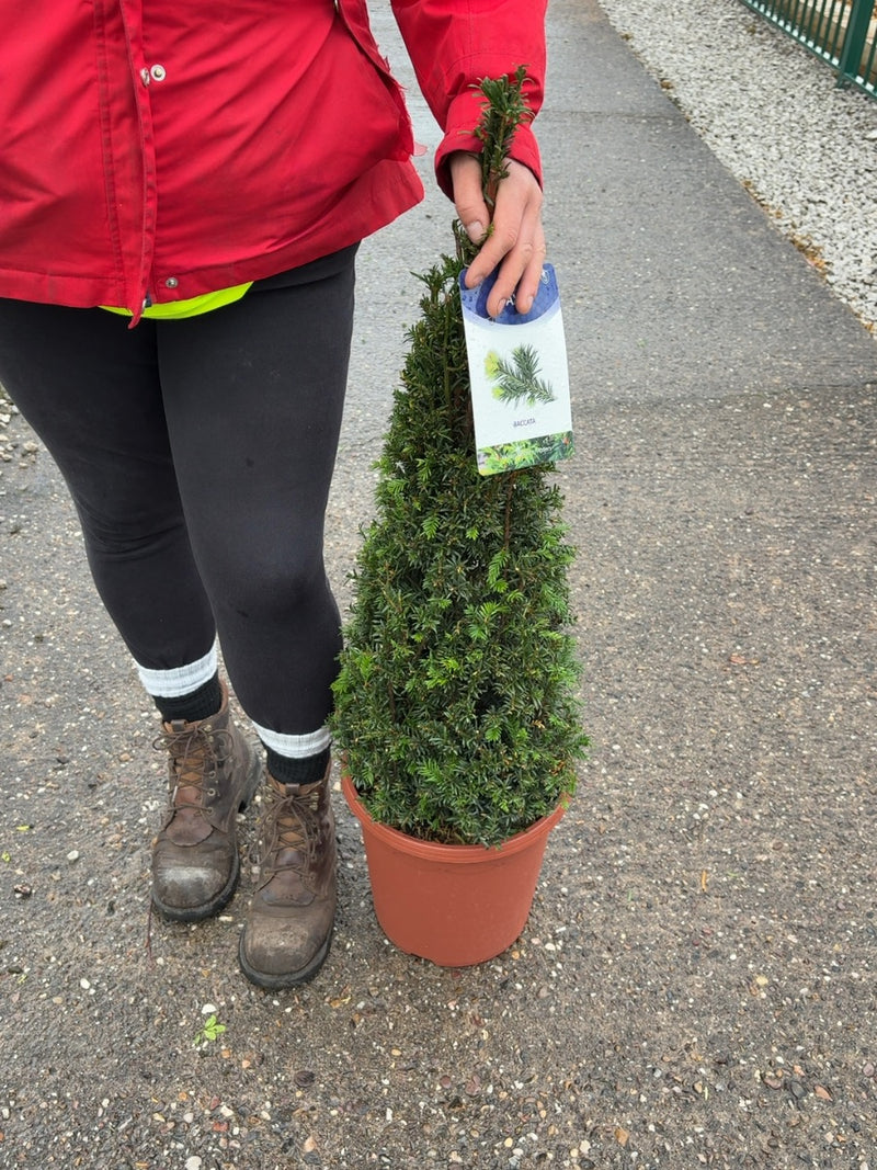 Yew Taxus Baccata Cone 60/70cm 10 Litre Pot