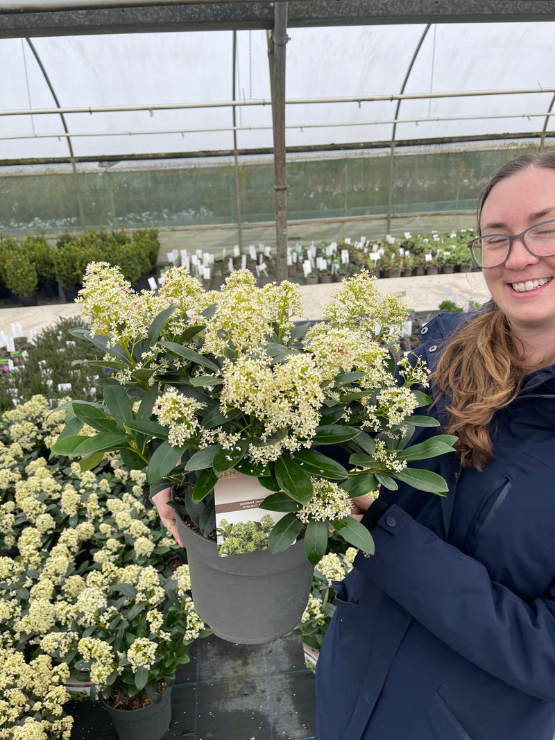 Skimmia Japonica Finchy 5 Litre Pot