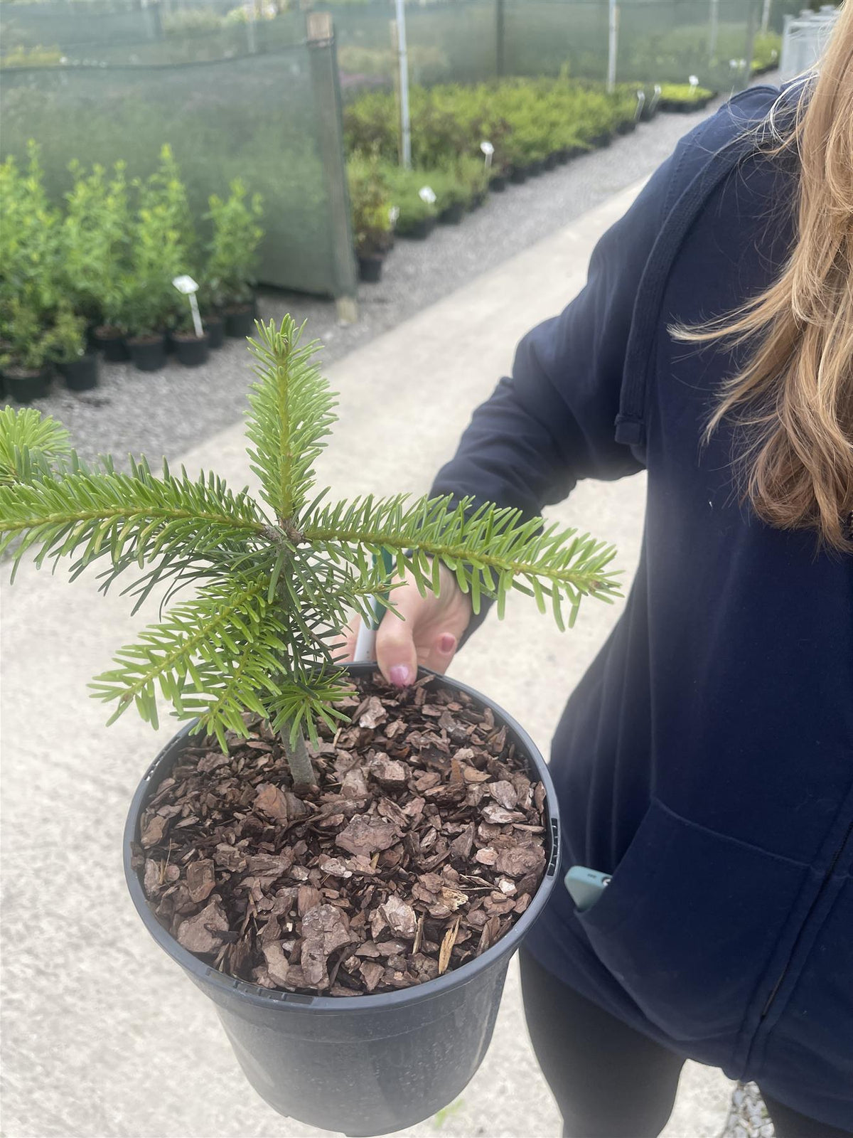 Abies Nordmanniana 3 Litre Pot