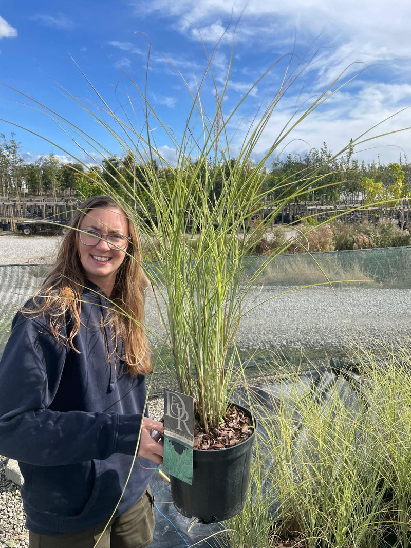 Miscanthus Morning Light 2 Litre Pot