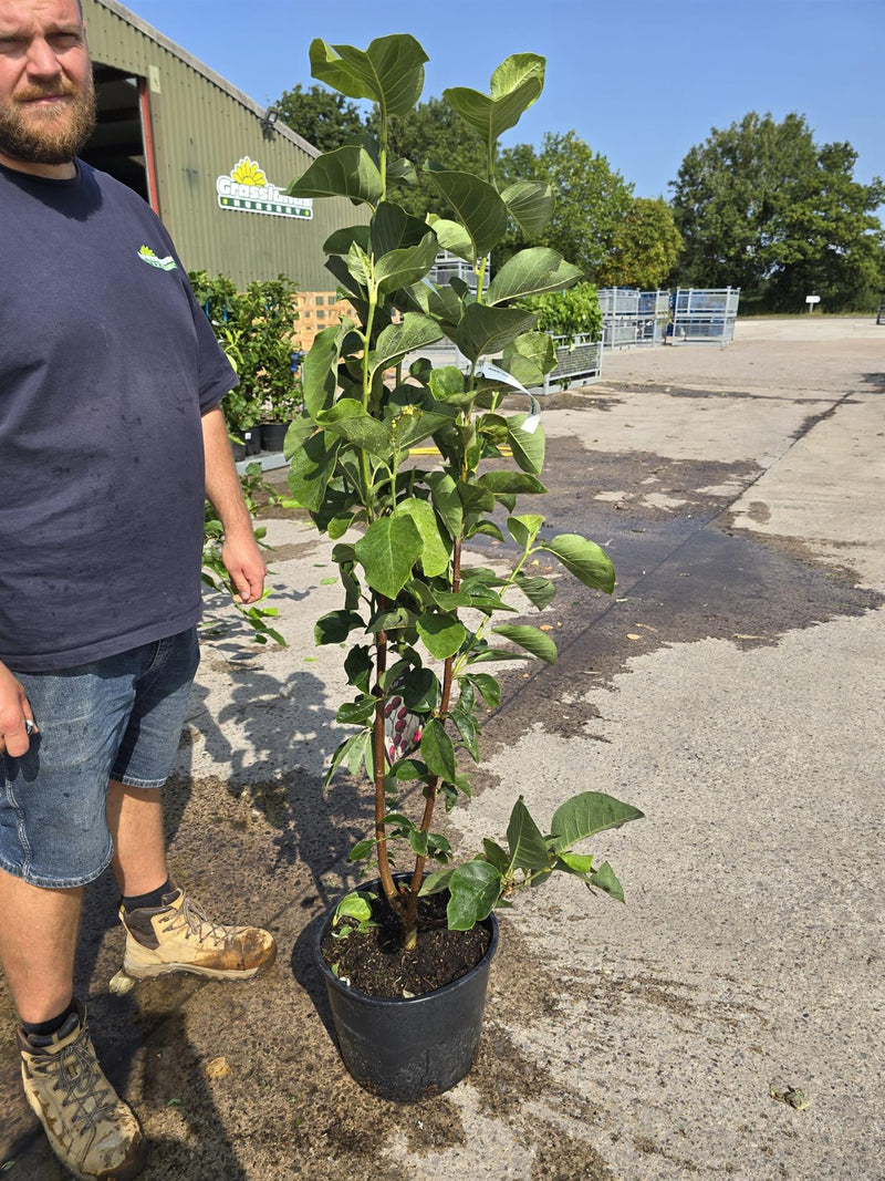 Magnolia Black Tulip 20 Litre Pot 150/175cm
