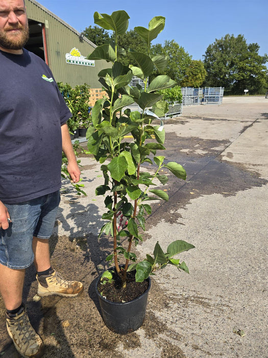 Magnolia Black Tulip 20 Litre Pot 150/175cm