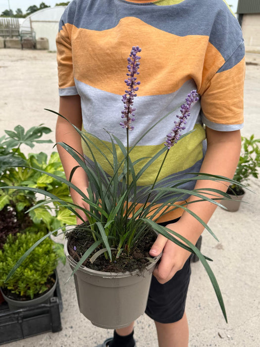 Liriope Muscari Moneymaker 2 Litre Pot