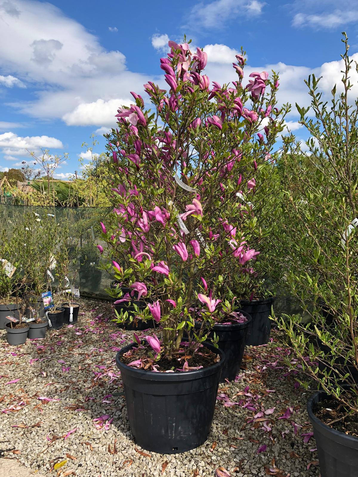 Magnolia Susan 200/225cm Specimen Sized