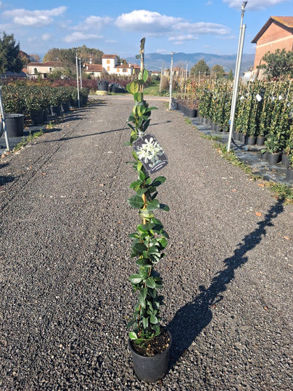 Trachelospermum Jasminoides 2 Litre Pot 90-100cm Tall