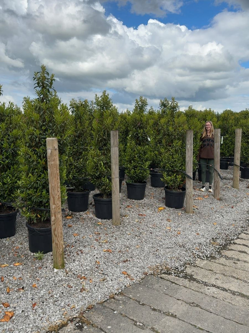 Portuguese Laurel 170/180cm 50cm Wide 30 Litre Pot