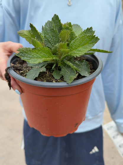 Verbena Bonariensis 2 Litre Pot