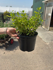 Coprosma Lemon And Lime 3 Litre Pot