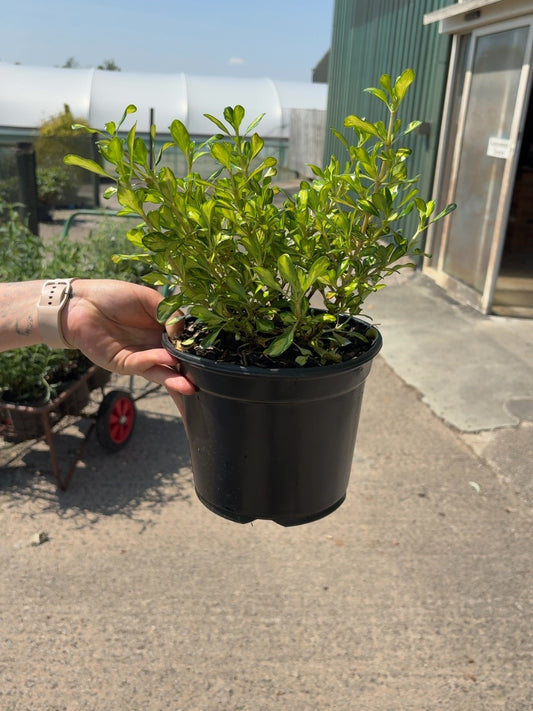 Coprosma Lemon And Lime 3 Litre Pot