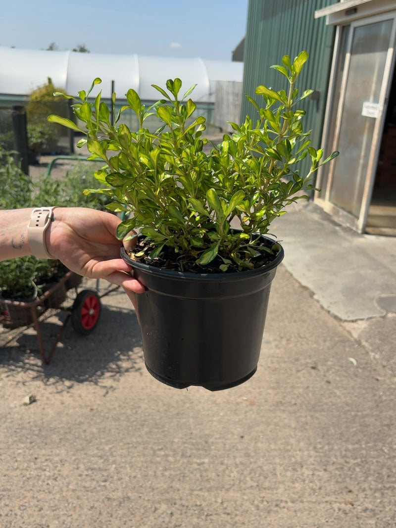 Coprosma Lemon And Lime 3 Litre Pot