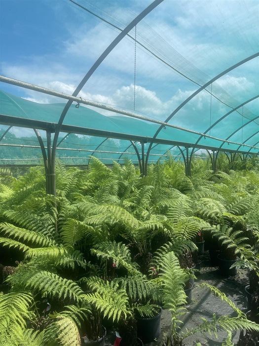 Tree Fern Dicksonia Antarctica 2 Foot Log