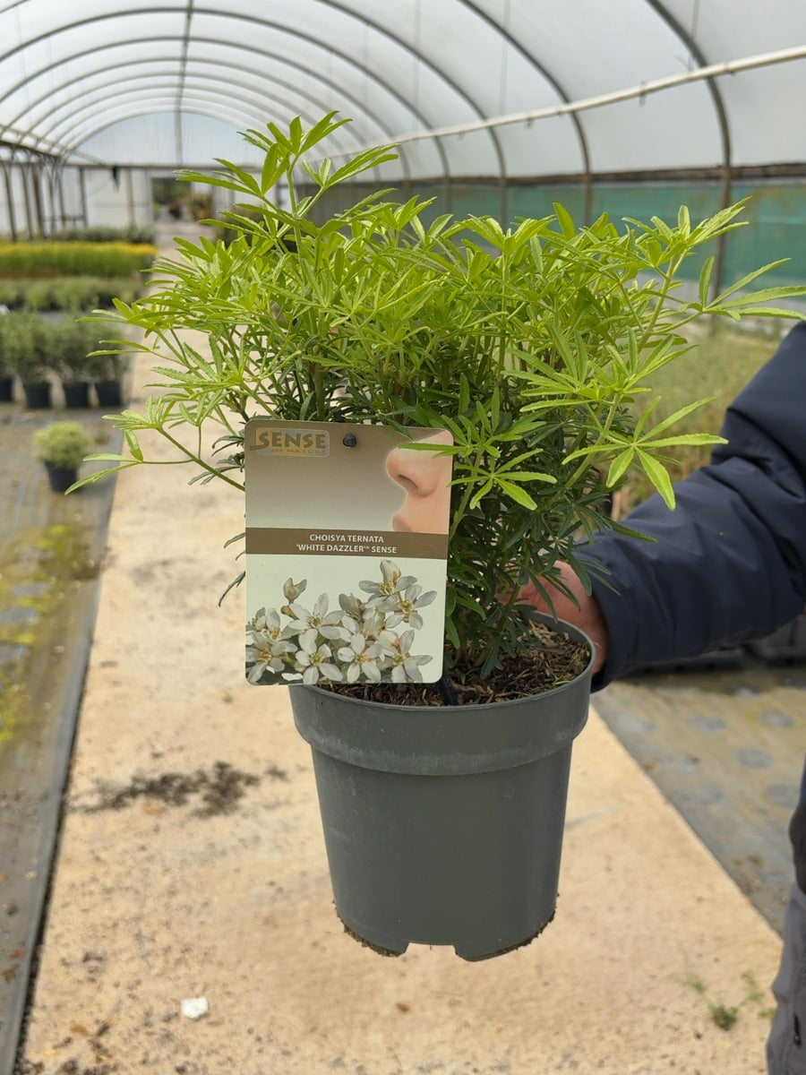 Choisya Ternata White Dazzler 2 Litre Pot