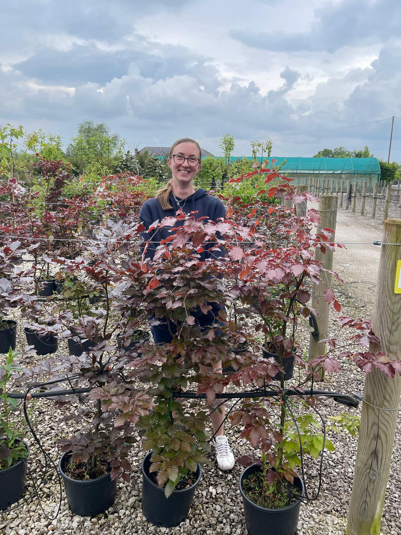 Beech Purple Hedging 10 Litre Pot 120/140cm