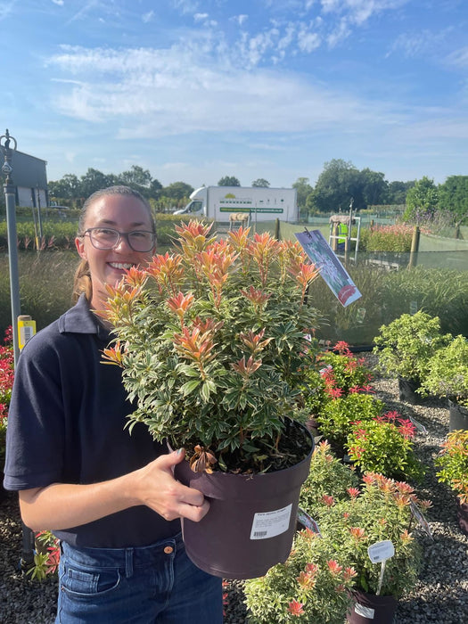 Pieris Japonica Variegata 7.5 Litre Pot