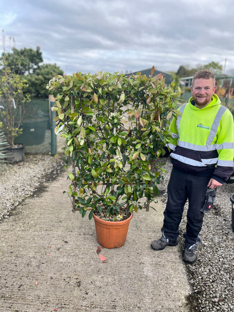 Photinia x f. Red Robin Pleached Wall Frame 120cm Tall x 80cm Wide
