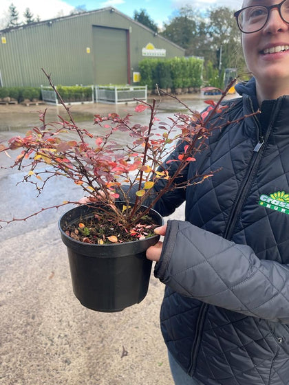 Berberis Harlequin 3 Litre Pot