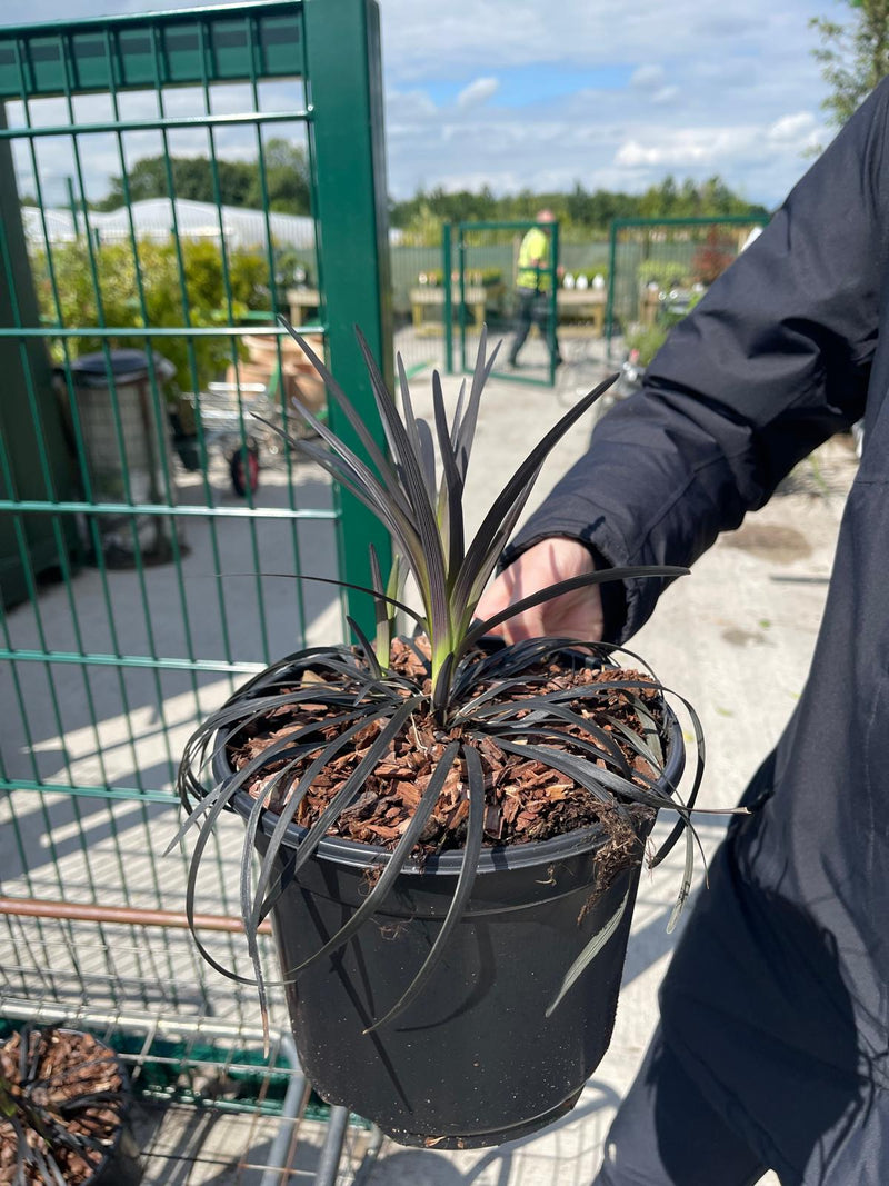Ophiopogon Nigrescens 3 Litre Pot