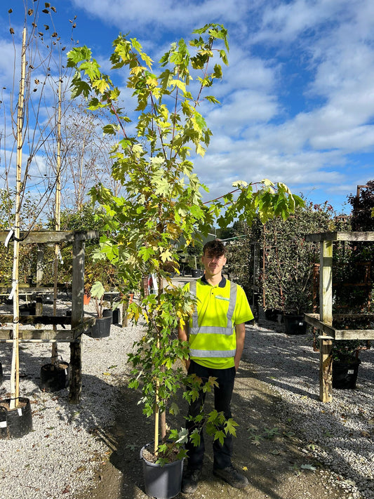 Acer freemanii Jeffer's Red 15 Litre Pot