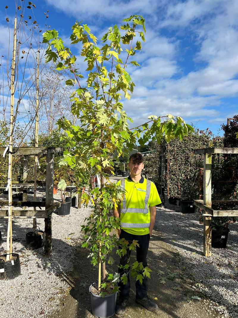 Acer freemanii Jeffer's Red 15 Litre Pot