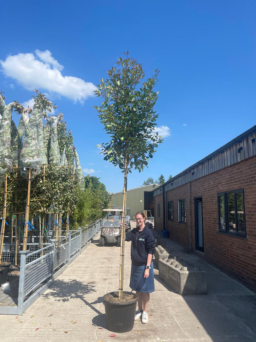 Photinia Red Robin Full Standard 65 Litre Pot 12/14cm Girth