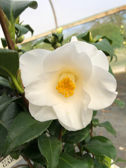 Camellia Japonica Myaki Dori 3 Litre Pot