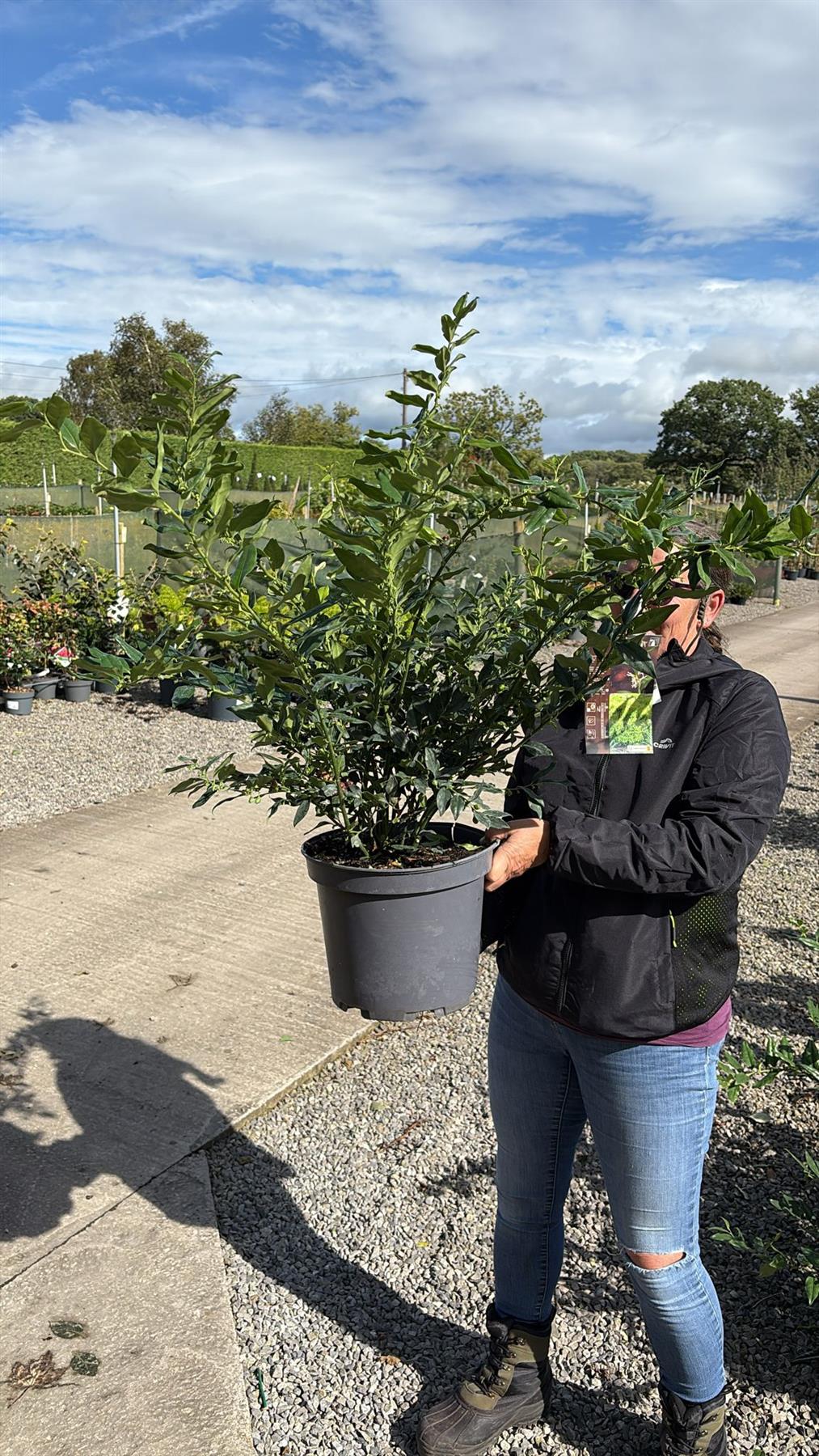Sarcococca Confusa 10 Litre Pot