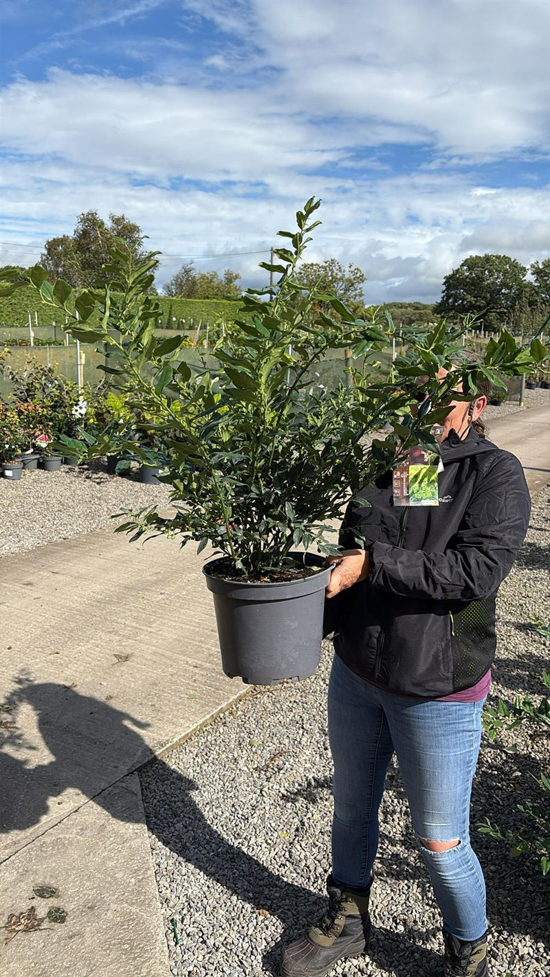 Sarcococca Confusa 10 Litre Pot