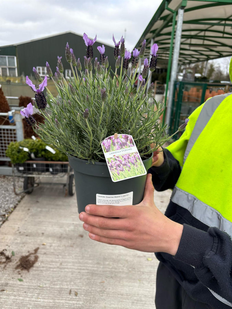 Lavender Stoechas Madrid 3 Litre Pot