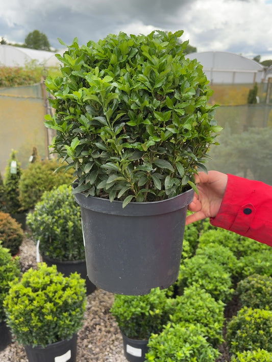 Euonymus Jap. Green Spire Ball 5 Litre Pot 25/30cm