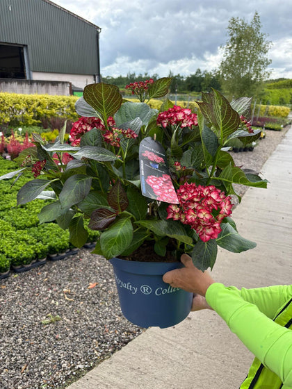 Hydrangea Magical Beauty Of Boskoop 10 Litre Pot