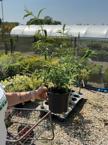 Buddleja Davidii White Profusion 3 Litre Pot