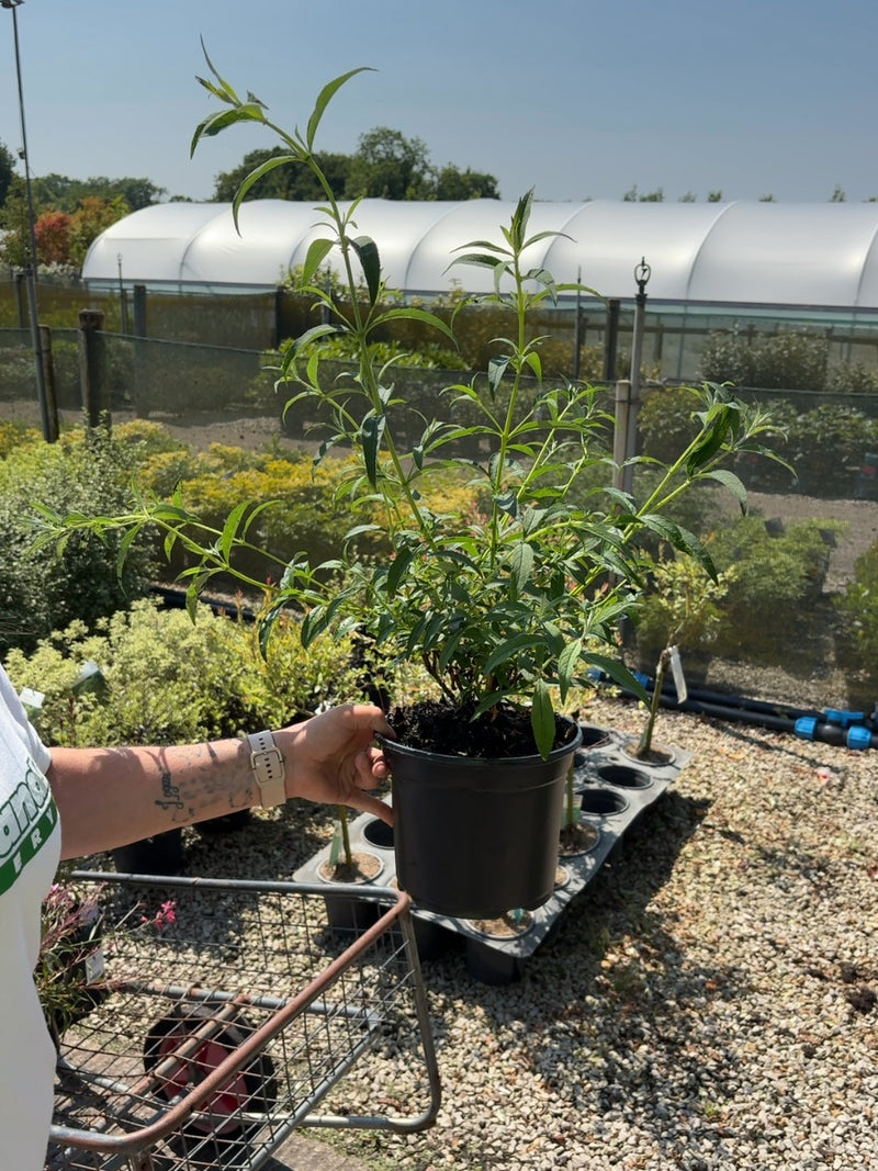 Buddleja Davidii White Profusion 3 Litre Pot