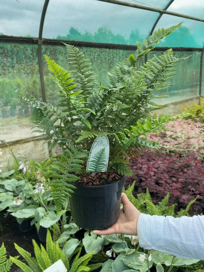 Dryopteris affinis 3 Litre Pot