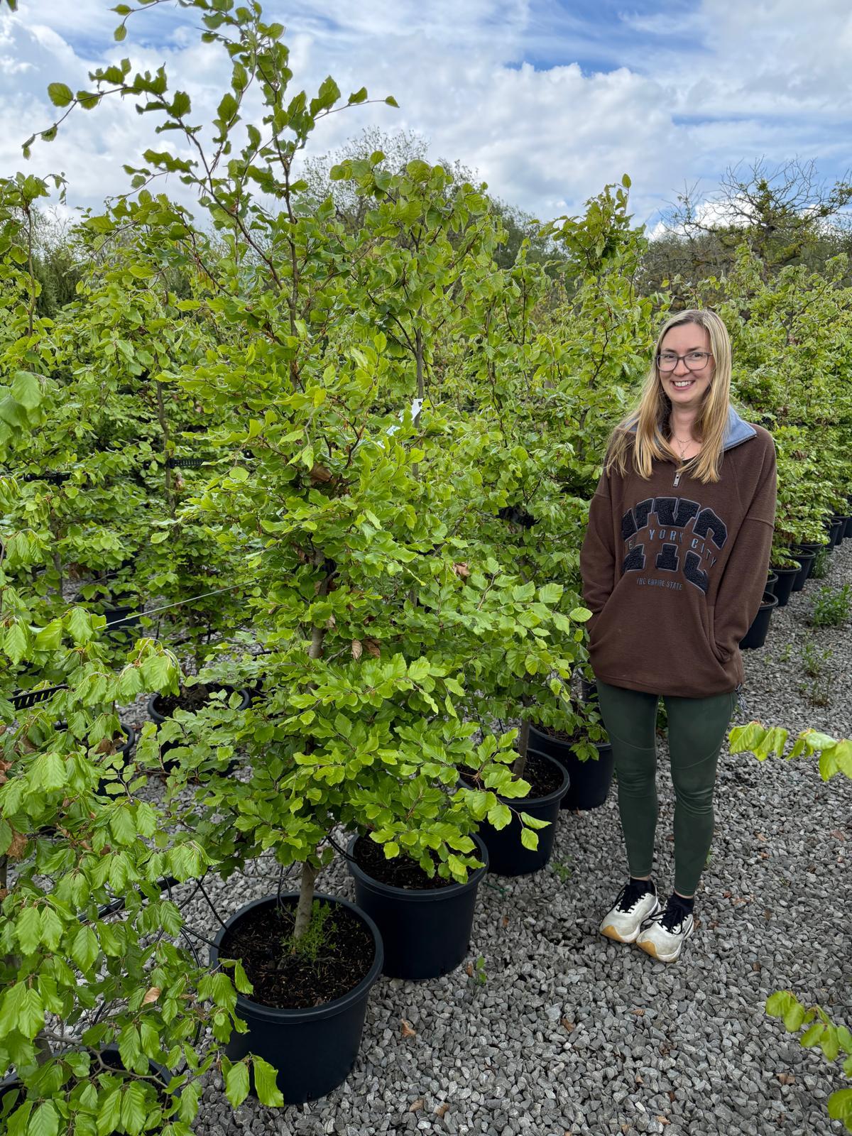 Green Beech 165-175cm 25 Litre Pot
