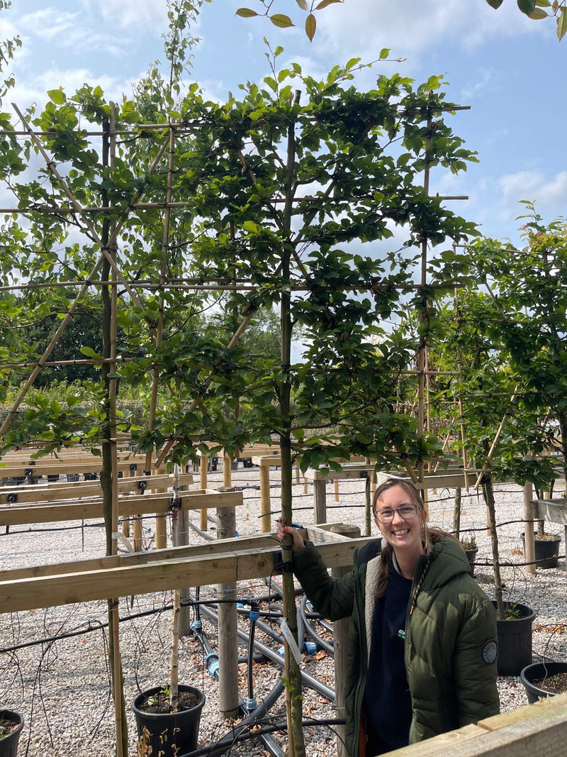 Fagus Pleached 150 Trunk 120 Wide x 140 High Frame 10/12 Girth